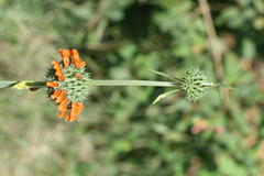 Leonotis nepetifolia